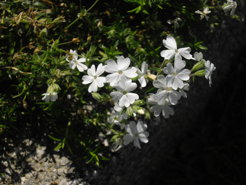 Phlox nivalis 'Nivea' photo